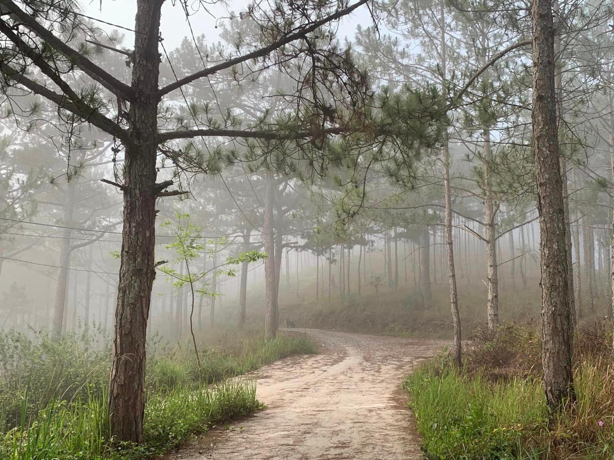 Romantic House On A Pine Hill Chalet Da Lat
