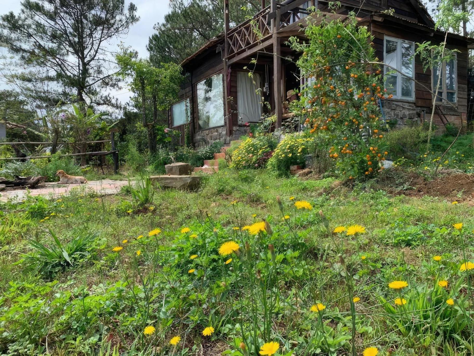 Romantic House On A Pine Hill *