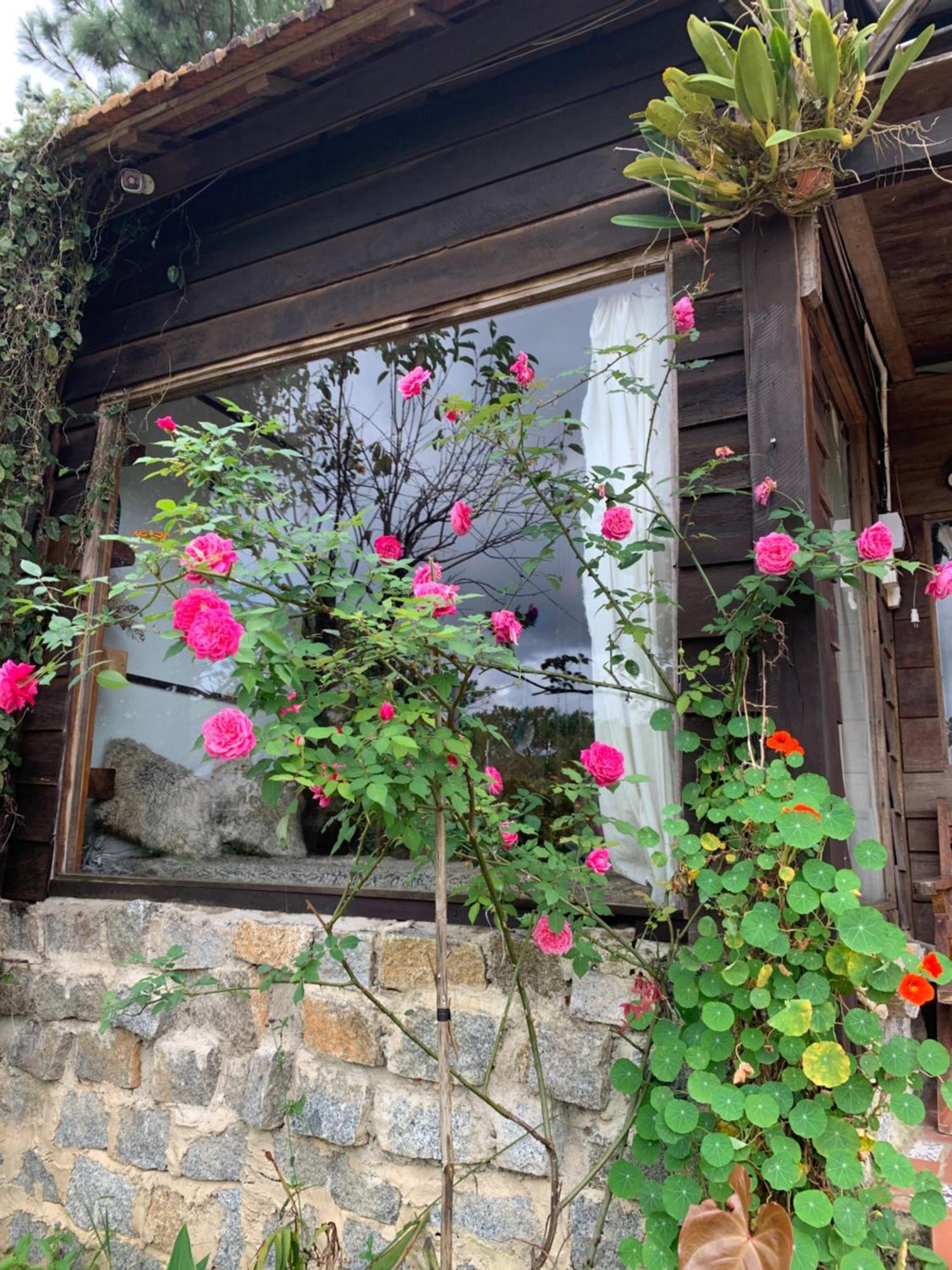 Romantic House On A Pine Hill * Da Lat