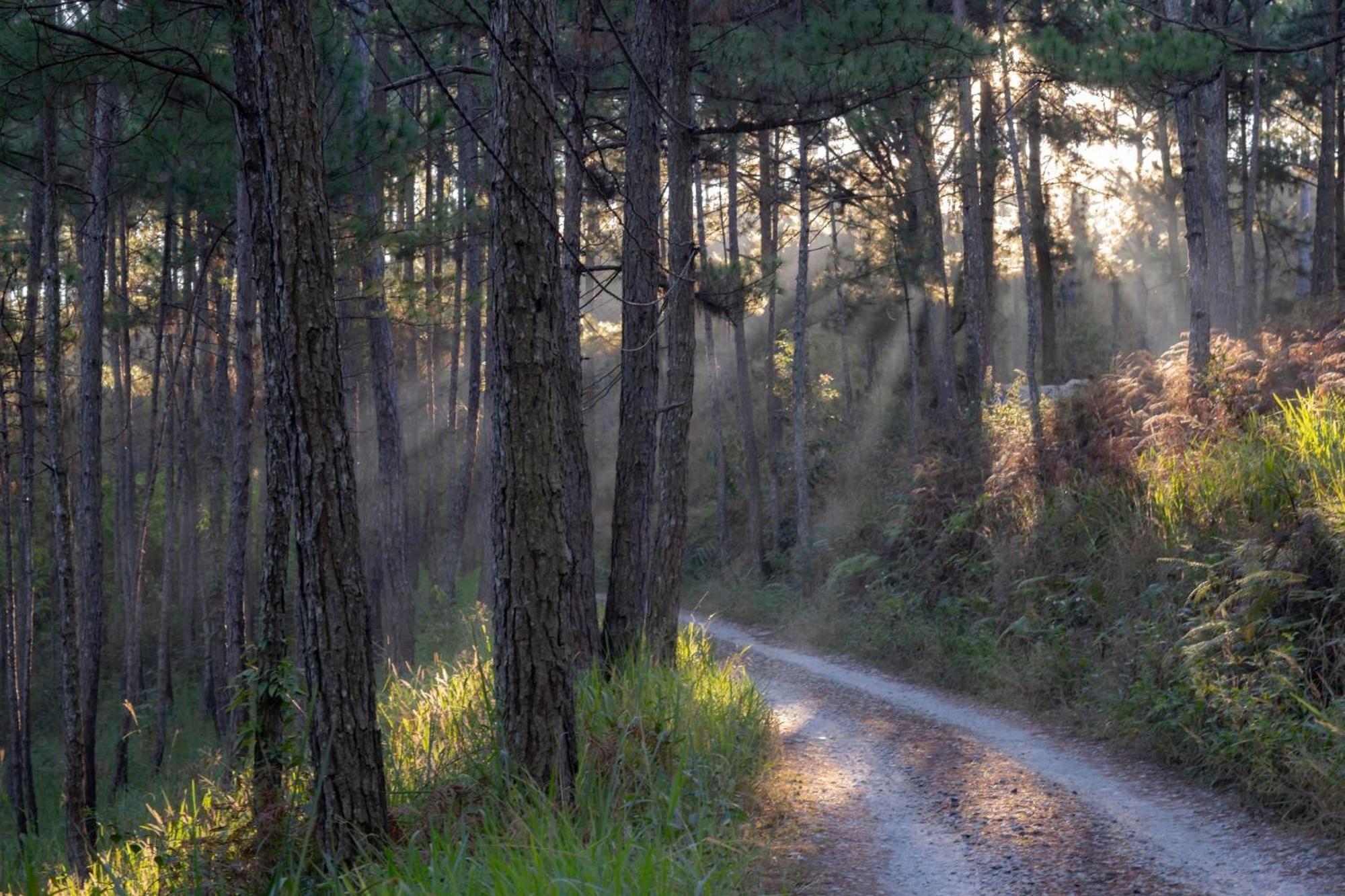 Romantic House On A Pine Hill * Da Lat
